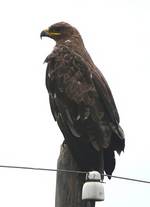 Steppenadler