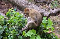 Affe