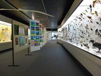 Ein Blick in die Sonderausstellung "Unsere jüngsten Vogelmaler" im Heineanum