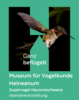 Supervogel Hausrotschwanz