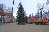 Und da steht er - der Weihnachtsbaum auf dem Domplatz von Halberstadt