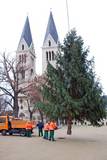 Und da steht er - der Weihnachtsbaum auf dem Domplatz von Halberstadt