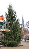 Und da steht er - der Weihnachtsbaum auf dem Domplatz von Halberstadt