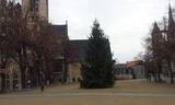 Und da steht er - der Weihnachtsbaum auf dem Domplatz von Halberstadt