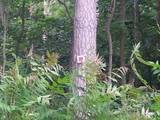 Der Baum weist den Weg