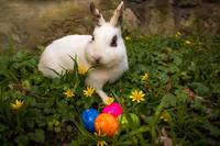 Ostern im Tiergarten