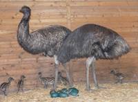 emu_nachwuchs