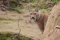 neuer Luchs