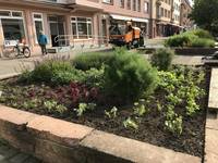 Kräuterbeet auf dem Breiten Weg