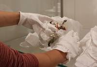 Porzellanfiguren auspacken für Scherz-Ausstellung