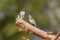 Die Vogelwelt der Kanarischen Inseln