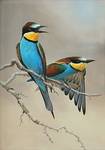 MOderne VOgelbilder