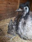 Fünf Emu-Babys im Tiergarten geschlüpft