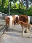 Hengstfohlen im Tiergarten Halberstadt