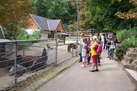 Ponygehege im Tiergarten Halberstadt