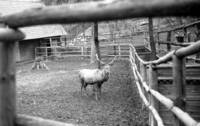 Tiergehege Halberstadt - Hirsch Hansi (Anfang 60er Jahre)
