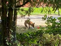 Hausmüll auf Friedhof lockt Füchse an