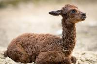 Alpaka Nachwuchs im Tiergarten Halberstadt
