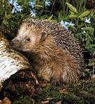 Nicht jeder Igel braucht Hilfe