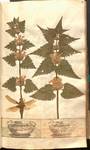 Herbarium