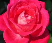Rosen für jeden Garten