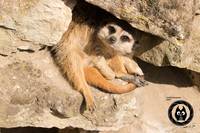 Erdmännchen