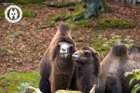 Trampeltiere