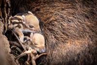 Süßer Nachwuchs im Halberstädter Tiergarten