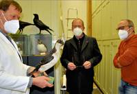 Präparator Detlef Becker hält das Präparat eines Tordalks in seinen Händen. Rüdiger Becker, Direktor des Heineanums, hat Jürgen Fiebig vom Berliner Museum für Naturkunde (von links) ins Sammlungsmagazin des Halberstädter Museums begleitet.