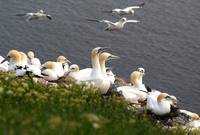 HEINEANUM - Vogelinsel Helgoland