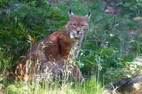 Heineanum - Die Suche nach der großen Katze/ Ferienangebote