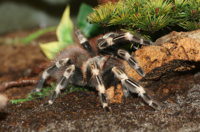 spider_world_1_.png