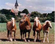 Ditfurt