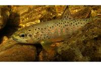 Heineanum im September - Neues von der Fischfauna des Nordharzgebietes
