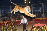 Raubtiere, Seiltanz und Rapper in der Manege