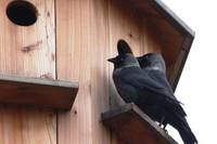 Dohle  Vogel des Jahres 2012
