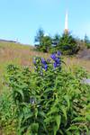 Pflanzen im Nationalpark Harz