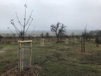 Junge Obstbäume für die Streuobstwiese Klus
