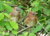 Bienenfresser, Haubenlerche, Kolkrabe & Co. – Interessantes zur Vogelwelt in Halberstadt