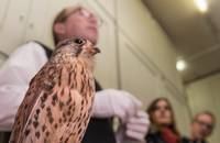Chefvisite im Vogelkundemuseum