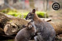 (c) D. Neubert, Tiergarten Halberstadt