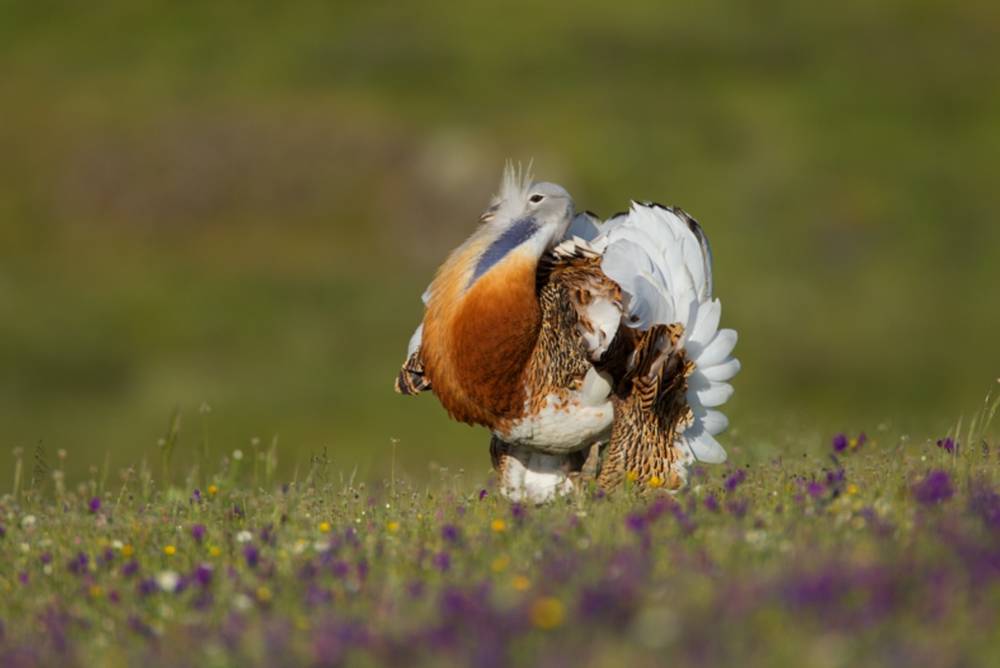 Ein Vogel Wollte Hochzeit Machen Dr Christoph Franz Robiller