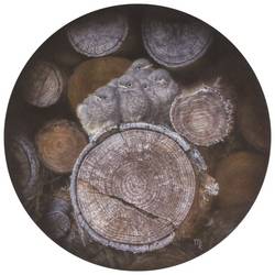 &Auml;stlinge &copy;T. Mohr