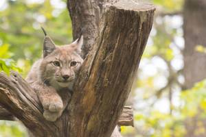Luchs