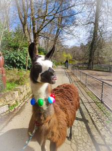 lama-söckchen-ostern.jpg
