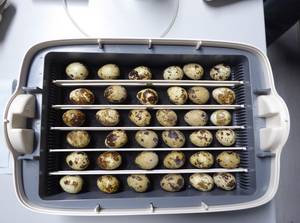 Brutapparat mit Wachteleiern. &copy;Susanne Bursch, Heineanum