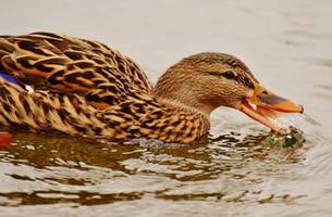[(c): 1227854_wasservogel_fressen_füttern_pixabay.jpg]