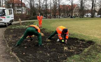 Mitarbeiter des Stadt- und Landschaftspflegebetriebes stecken Blumenzwiebeln auf dem K.-Kollwitz-Platz. [(c): Stadt Halberstadt/Abteilung Stadtgrün]