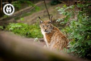 [(c): Tierfotografie Harz]
