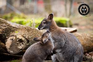 [(c): D. Neubert, Tiergarten Halberstadt]
